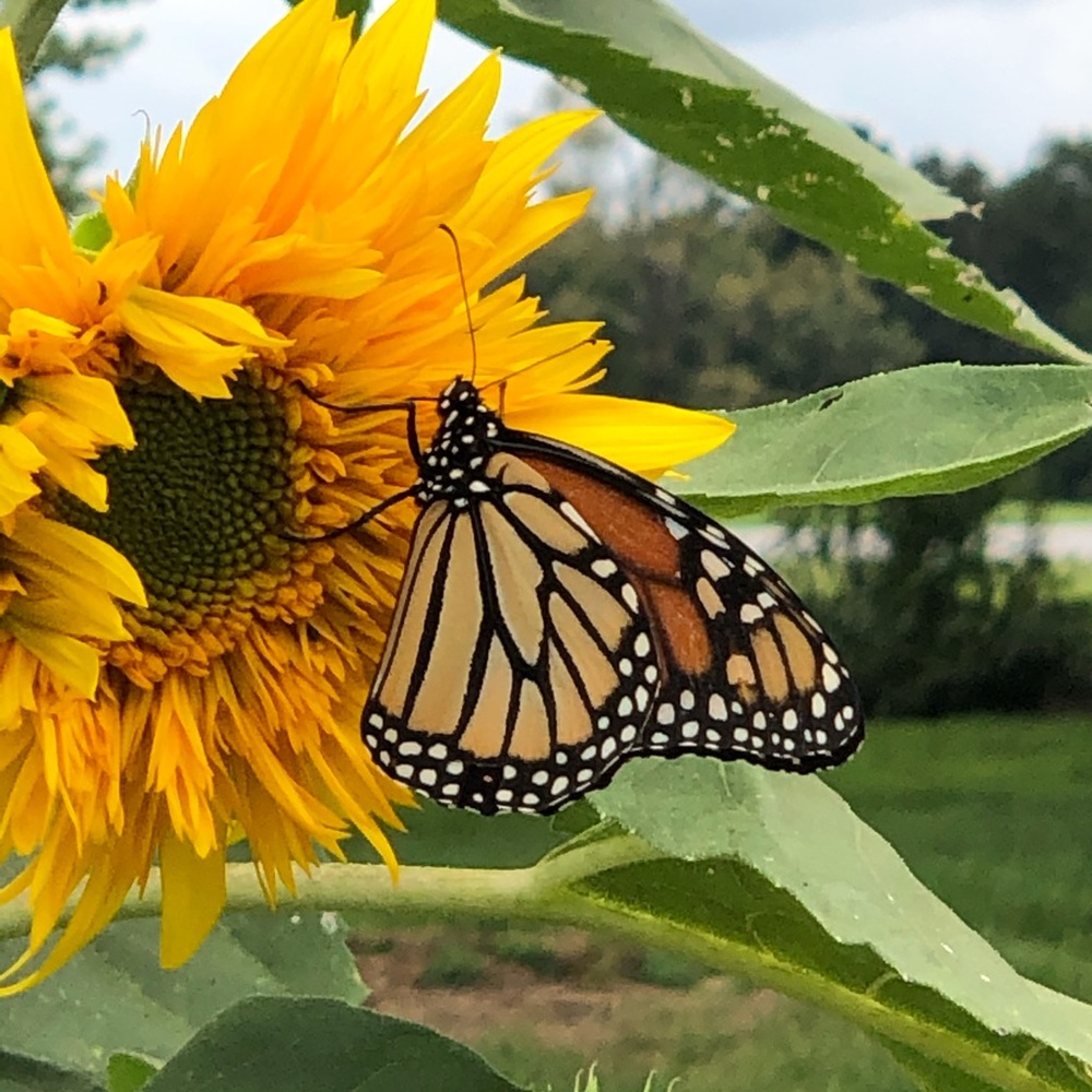 Meet your Posher, Fawn